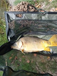 Mirror Carp