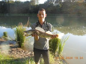 Zander