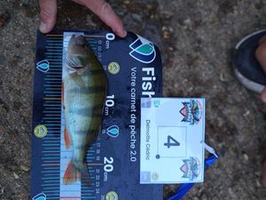 European Perch