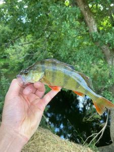 European Perch