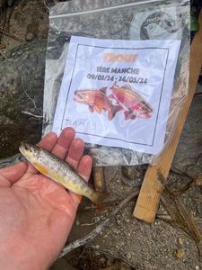 Brown Trout