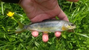 Brown Trout