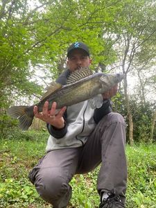 Zander