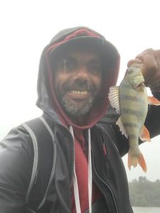 Yellow Perch
