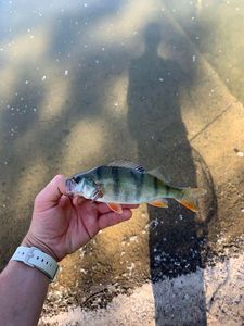 European Perch