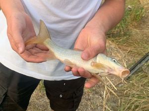 Koï Fish