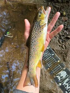 Brown Trout