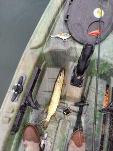 Northern Pike