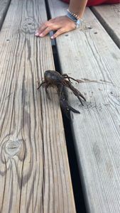 Noble Crayfish