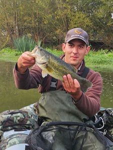 Largemouth Bass