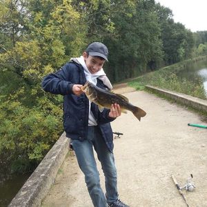 Largemouth Bass