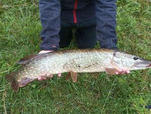 Northern Pike