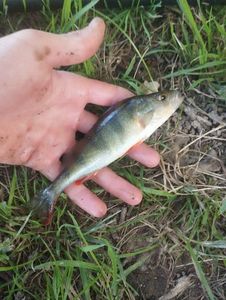 European Perch