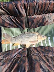 Common Carp