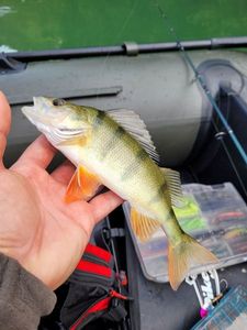 European Perch