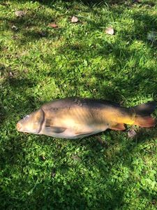 Mirror Carp
