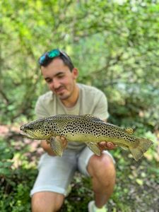 Brown Trout