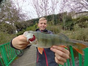 European Perch