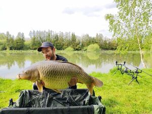 Common Carp