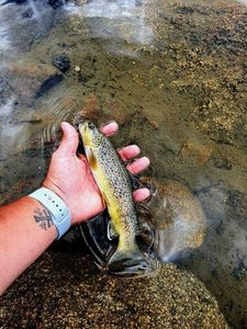 Brown Trout