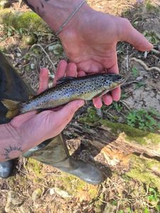 Brown Trout
