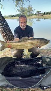 Silver Carp