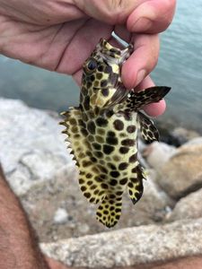 Nassau Grouper