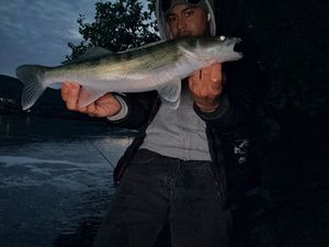 Zander