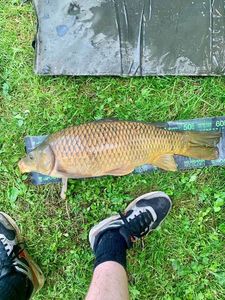 Common Carp
