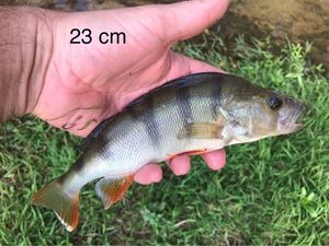 European Perch