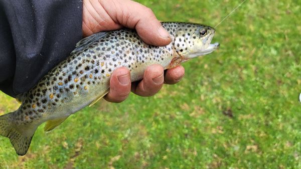 Brown Trout