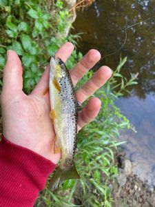 Brown Trout