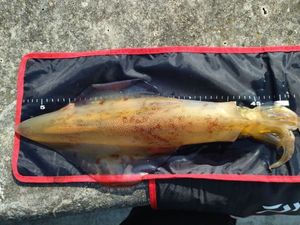 European Squid