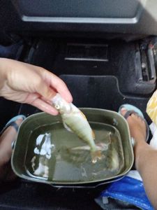 European Perch
