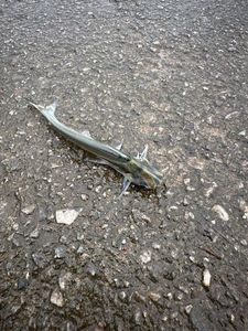 Crucifix Sea Catfish