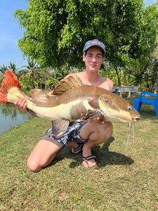 Redtail Catfish (Pirarara)