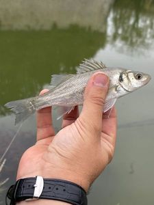 European Bass (Seabass)