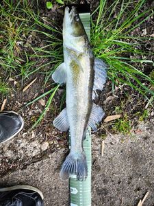 Zander