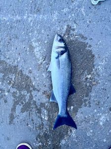 European Bass (Seabass)