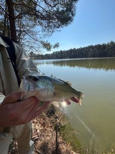 Smallmouth Bass