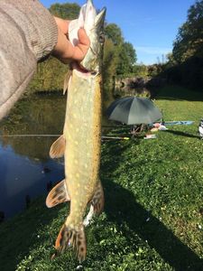 Northern Pike