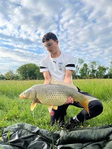 Common Carp