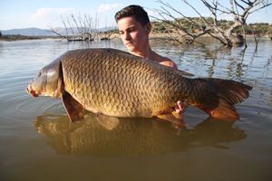 Common Carp