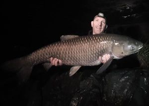 Silver Carp