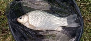 Crucian Carp