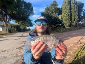Tilapia