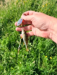 European Perch