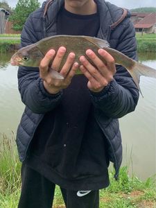 Tench