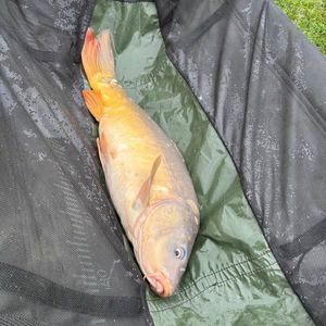 Mirror Carp