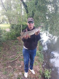 Northern Pike